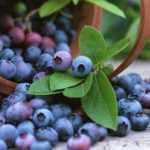 Blueberries