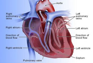 human heart