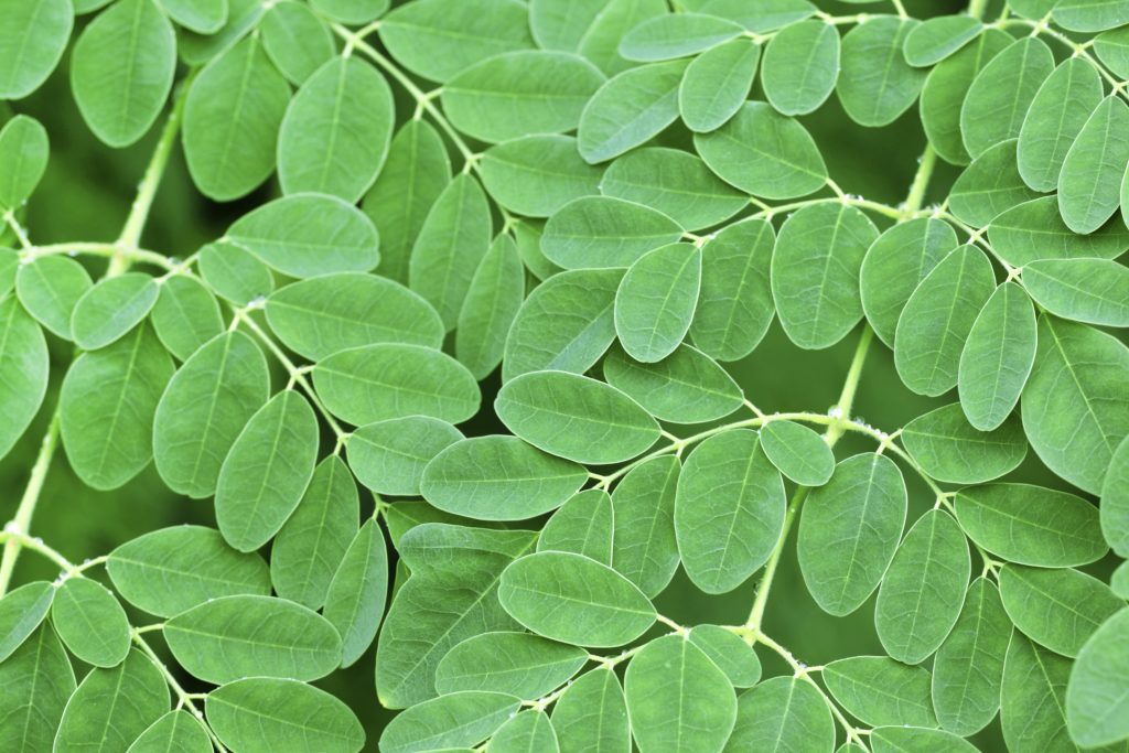 benefits of moringa