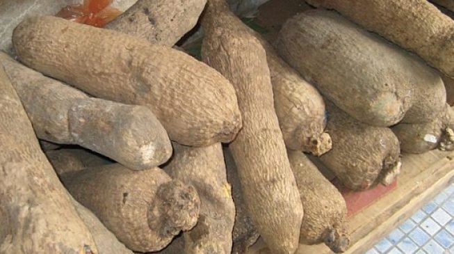 yam tubers 