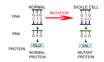 Genetic mutation in sickle cell disease
