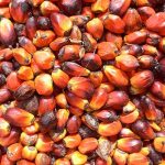 20090325-oil-palm-kernels