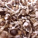 Intro-store-moringa-oleifera-seeds