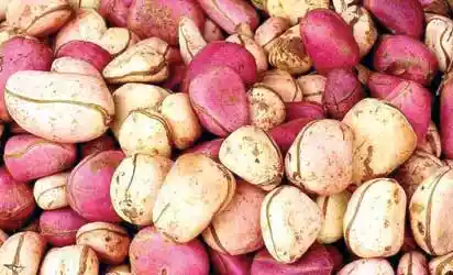 Kola-nut
