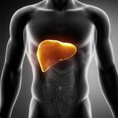 THE LIVER HELPS TO DETOXIFY THE BODY