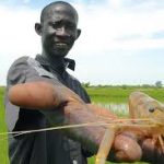 TIPS ON HOW TO AVOID LIVER FAILURE