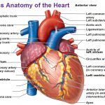 gross-anatomy-of-the-heart-anterior-view