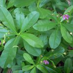 Waterleaf plant