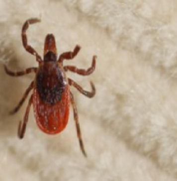 ticks