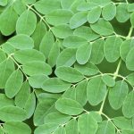 Moringa Plant