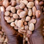 shea butter seeds