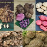 roots and tubers