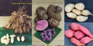 Some common types of tubers and roots