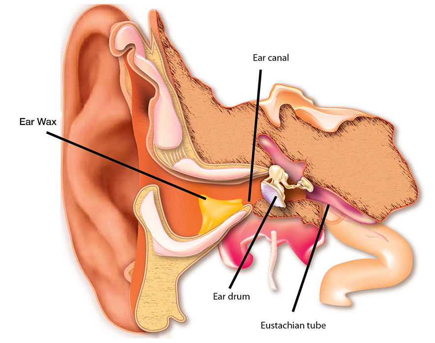 Graphic of ear