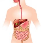 human-digestive-system-vector-1558023