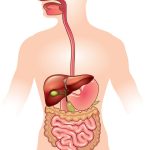 human-digestive-system-vector-1558023