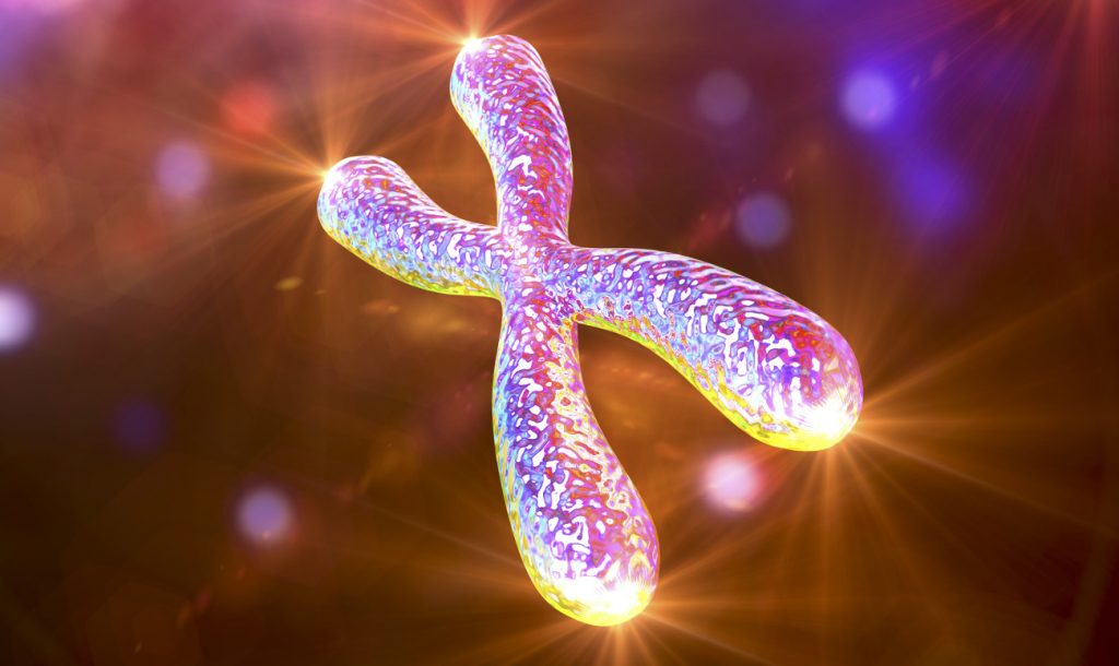 Renewed super chromosome