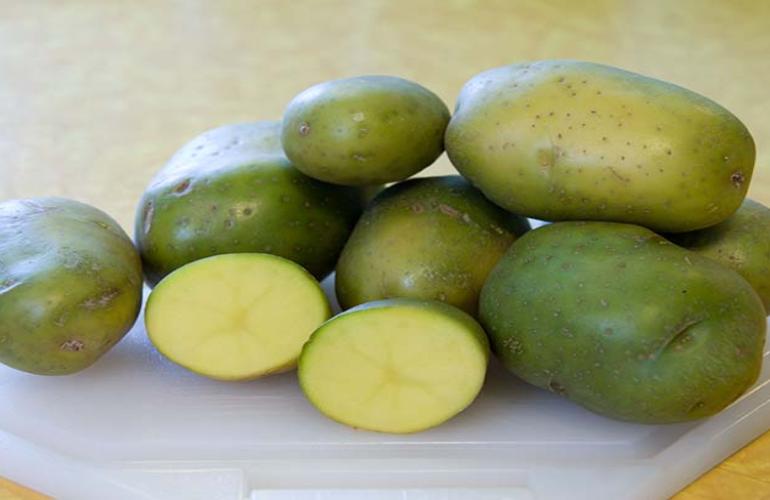 harmful green potatoes