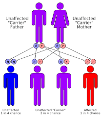 Chances that an offspring will have SS genotype with carrier parents