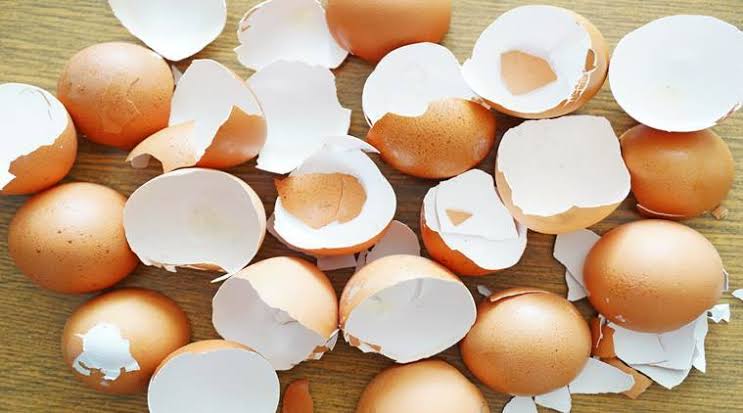 Egg shells, a rich source of calcium.
