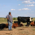 Hispanic male with cattle on South Texas ranch