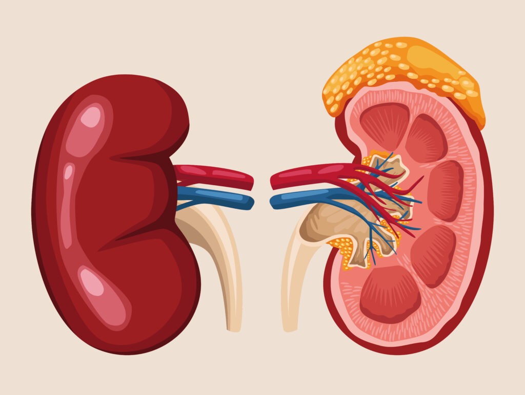 frontiers-progress-in-kidney-transplantation-the-role-for-systems