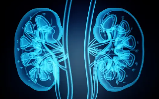 5 ways to keep your kidneys healthy